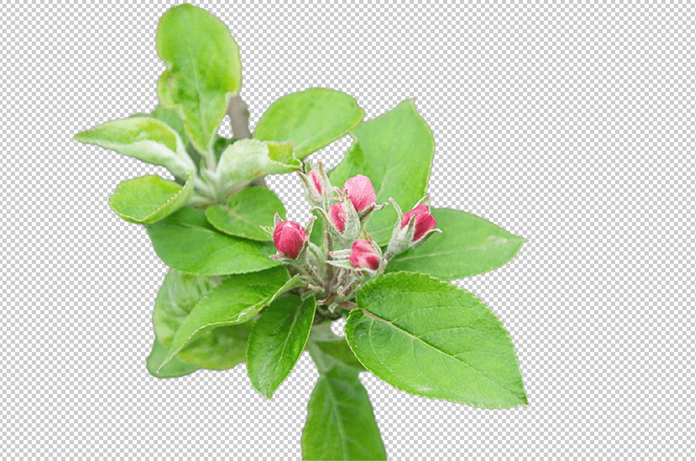 Detailaufnahme, Farbfoto in webP Dateiformat, Blüte des Apfelbaumes, Website-Check